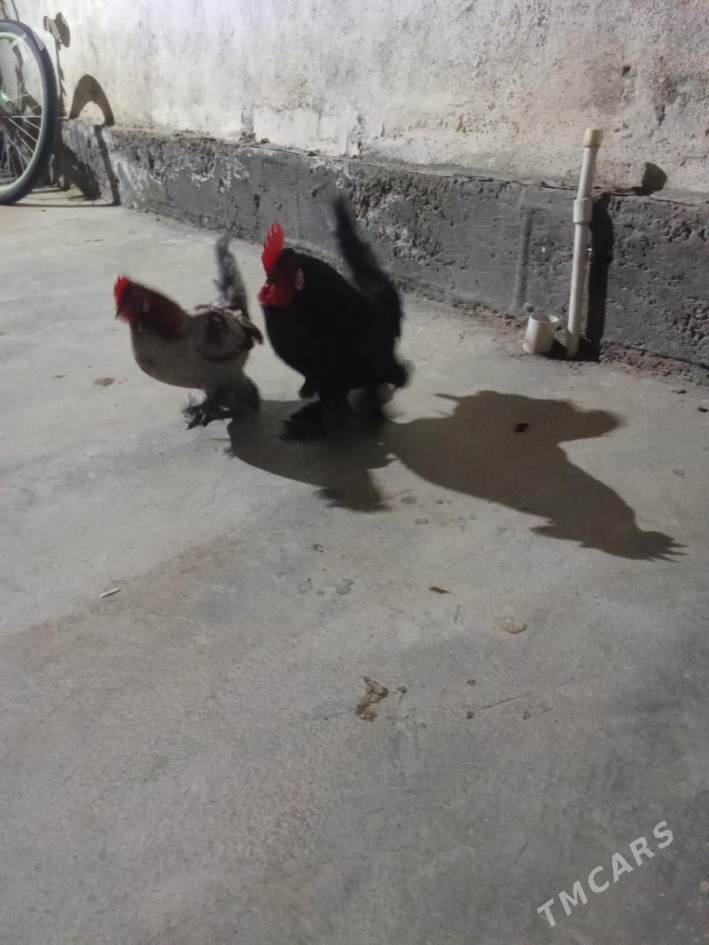 karlik - Garadamak - img 1