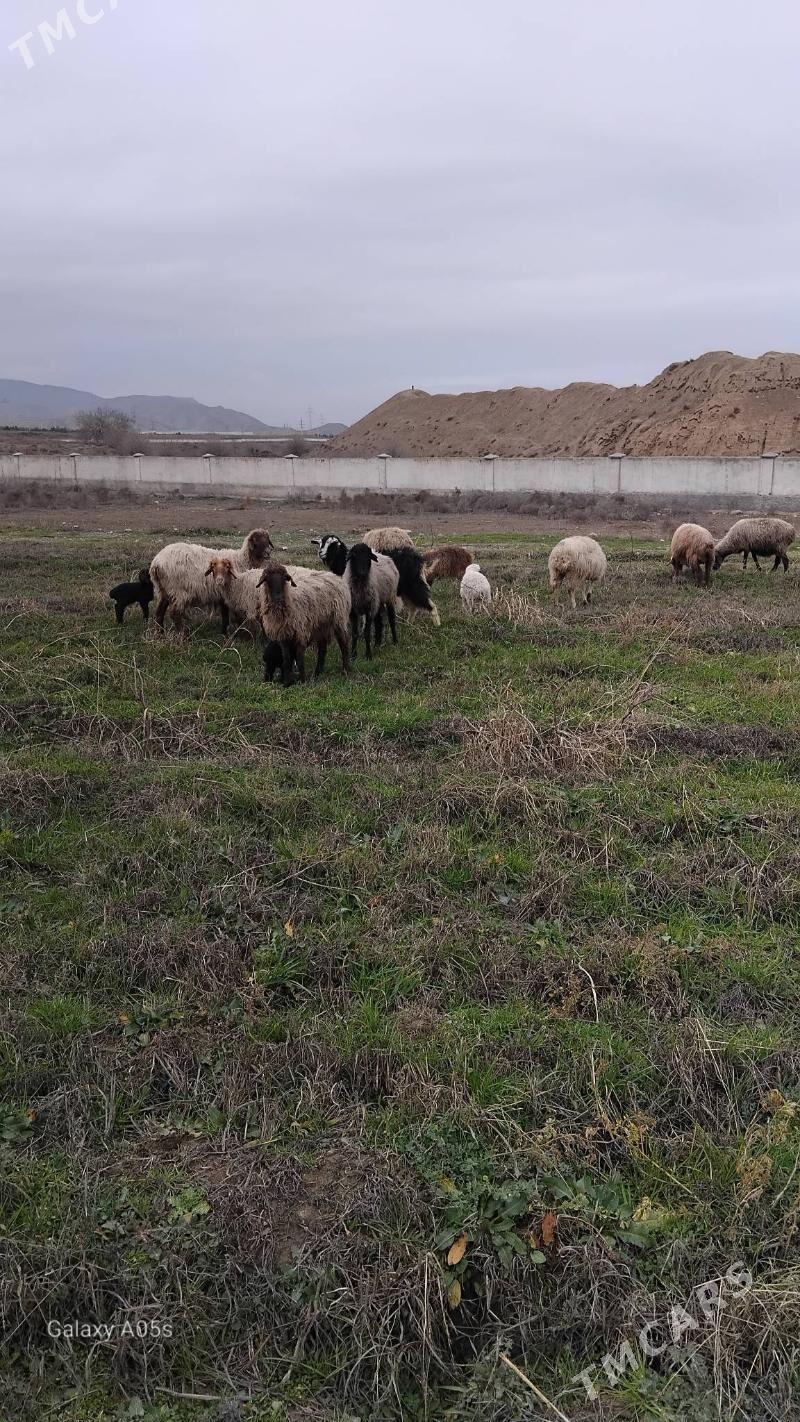 Guzly goÿun 5 sany bogaz Goÿun - Bagyr - img 1