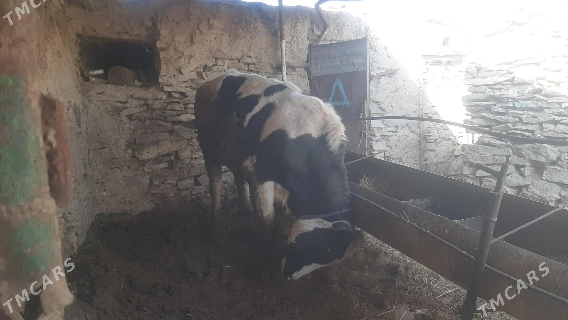 okuzokuz - Bäherden - img 1