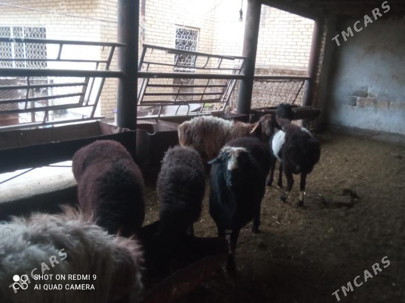 Koçkarlar - Туркменабат - img 1