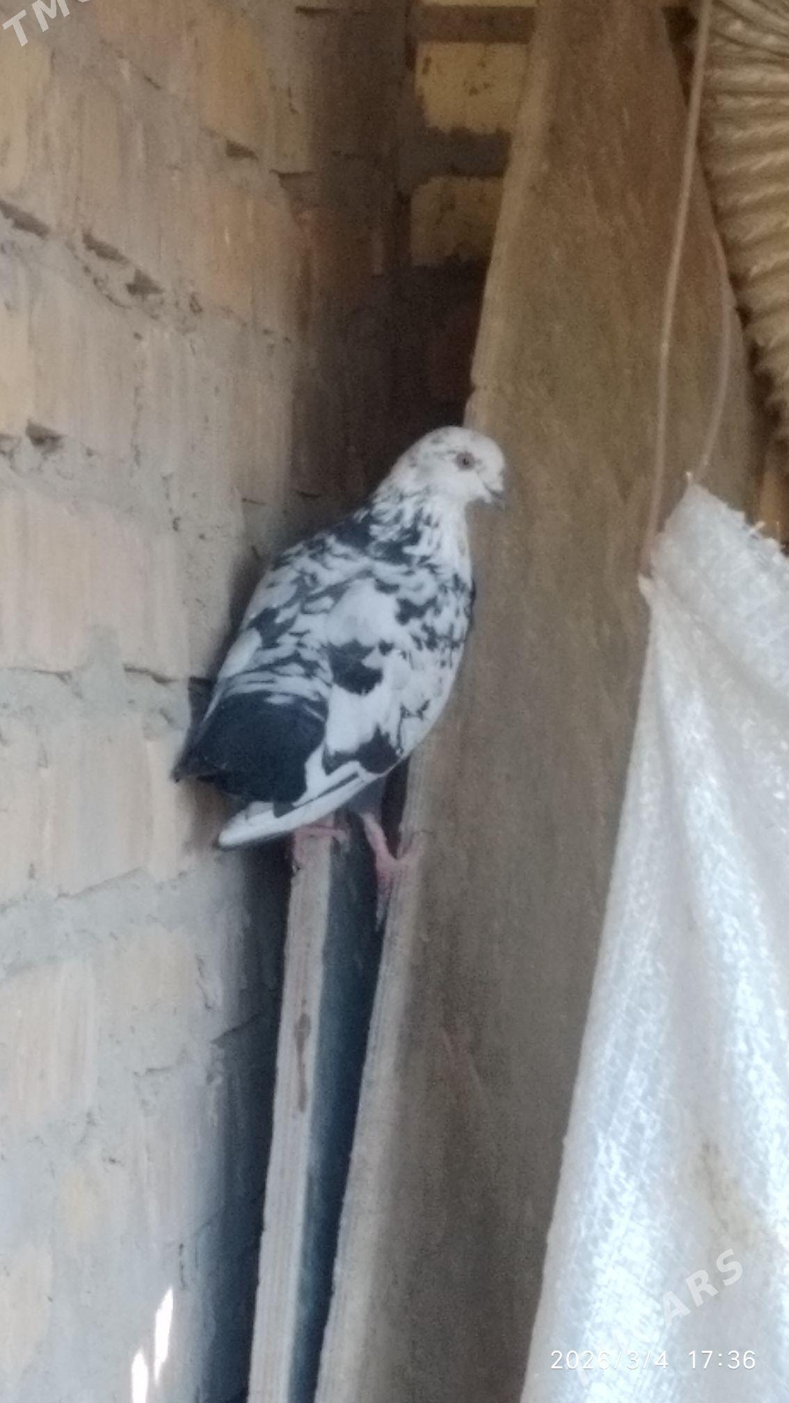 Кепдери - Gumdag - img 1