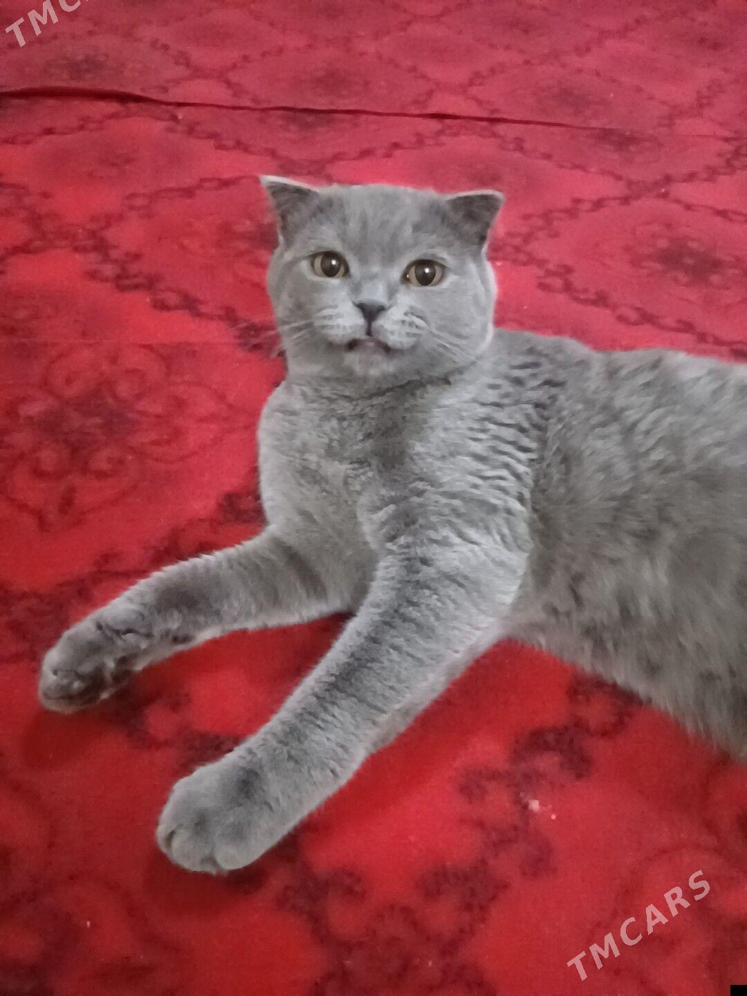 кот для спаривания - Türkmenabat - img 1