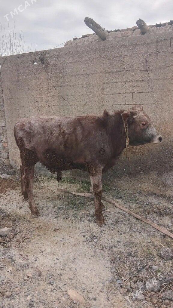 öküz - Яшлык - img 1