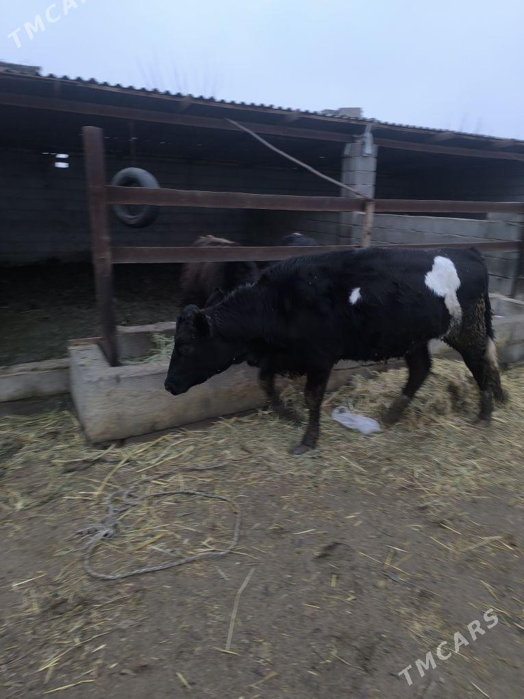 gibrit tüwe - Büzmeýin - img 1