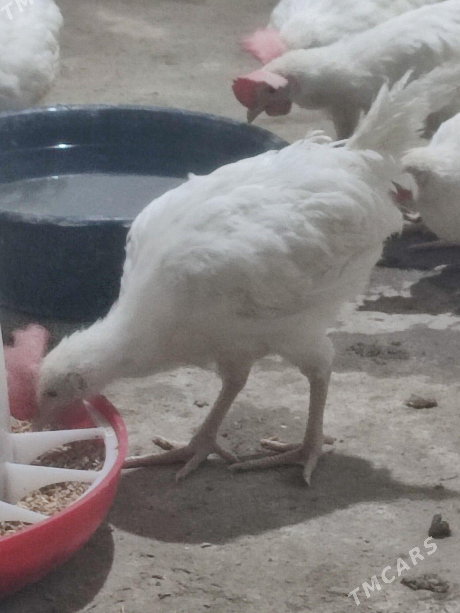 horaz - Бахарден - img 1