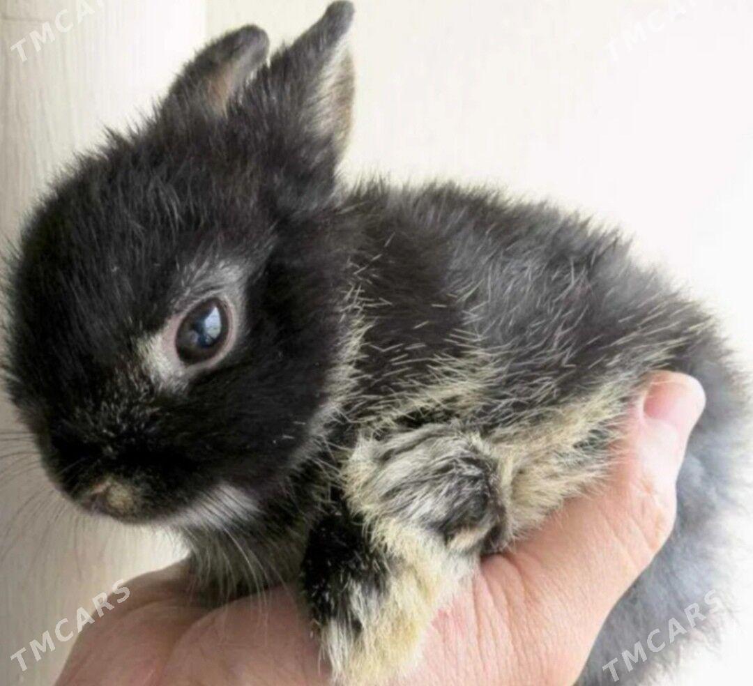 Minikarlik towşan zatlary bile - Parahat 3 - img 1