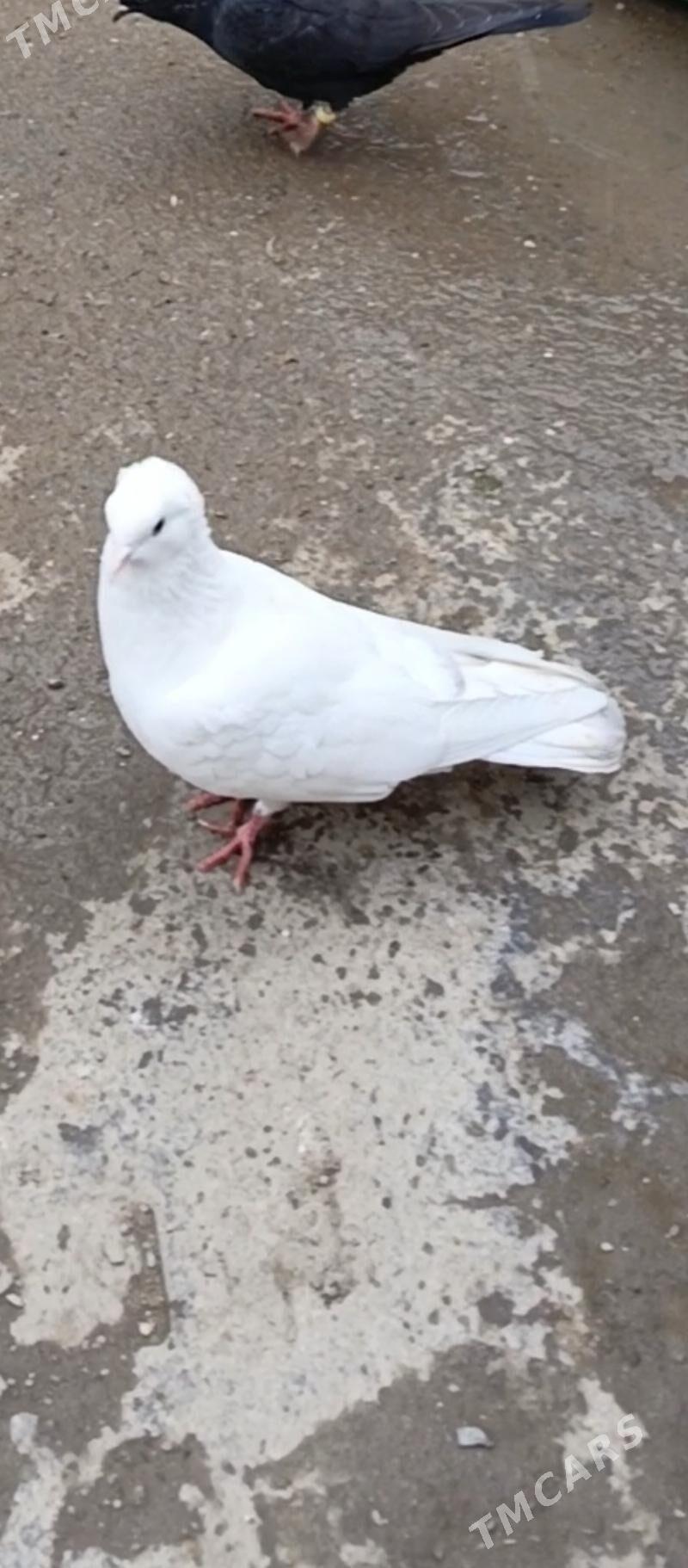 kepderi - Aşgabat - img 1