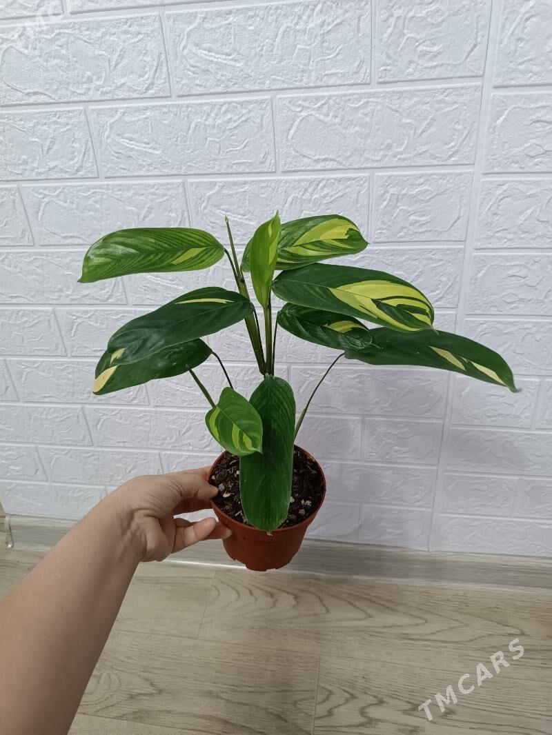 КТЕНАНТА ГОЛДЕН МОЗАИК - Ашхабад - img 1