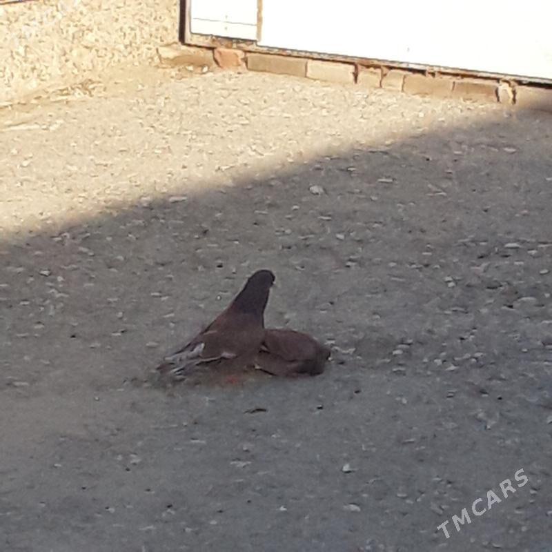 kepderi - Gyzylarbat - img 1