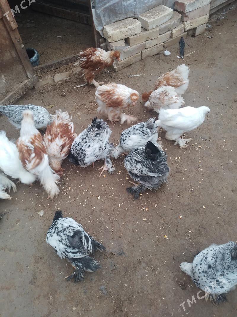 brama jüýje - Шатлык - img 1