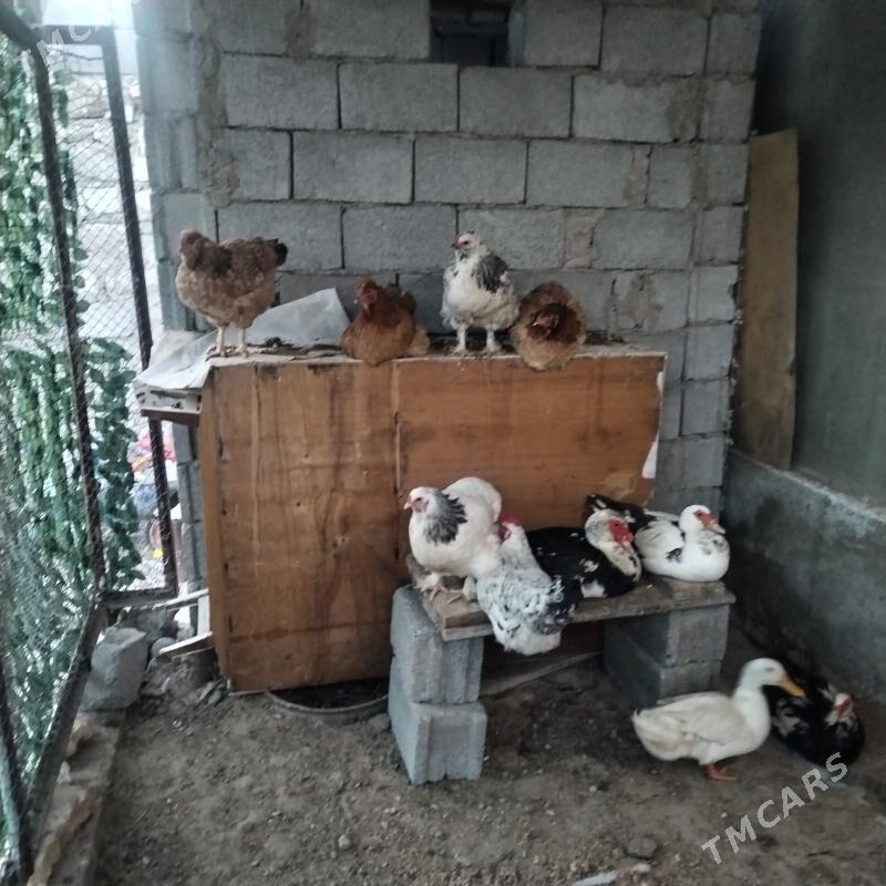 Arass brama towuk - Балканабат - img 1