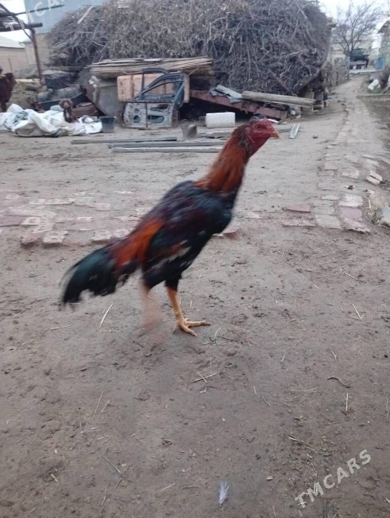 Samerkant jüýje - Sakarçäge - img 1