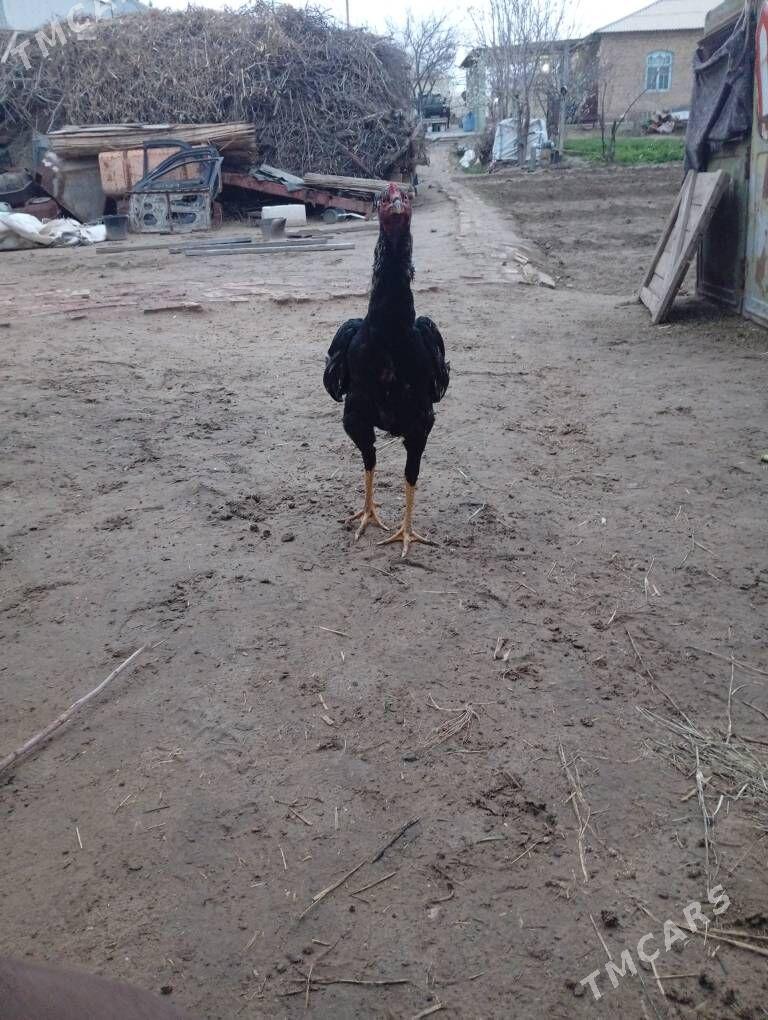 boýsow jüýje - Sakarçäge - img 1