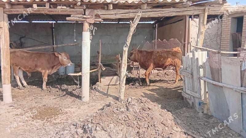 Satlyk mallar - Бабадайхан - img 1