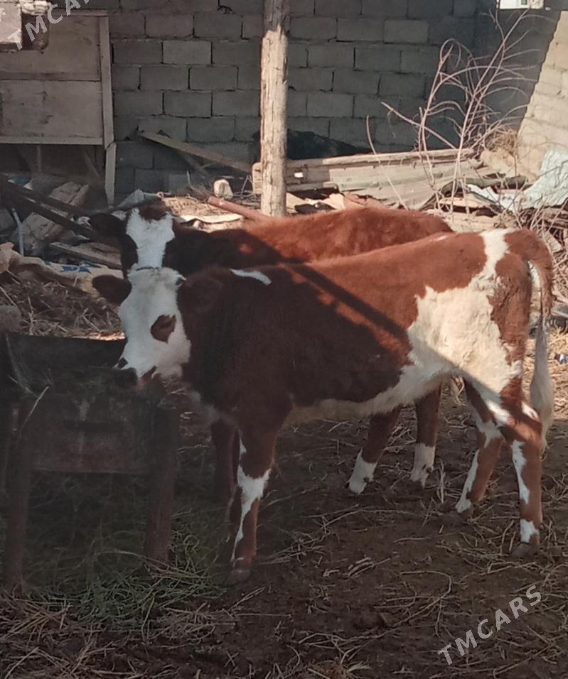 Окуз - Джебел - img 1