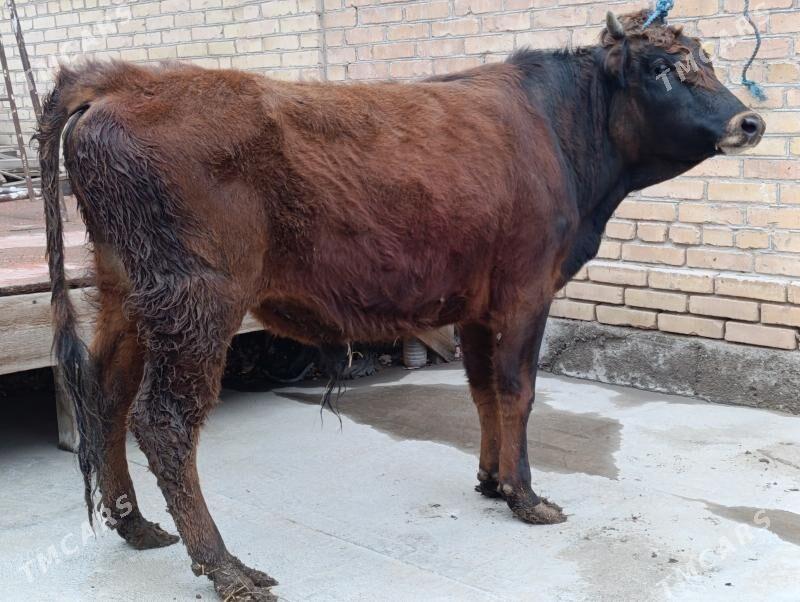 OKUZLER - Туркменабат - img 1