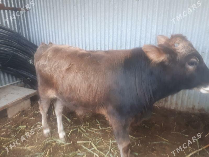 Öküz Şiwes - Векильбазар - img 1