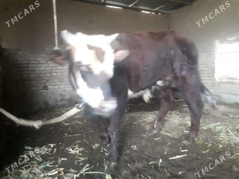 Öküz iki ýaşar - Wekilbazar - img 1