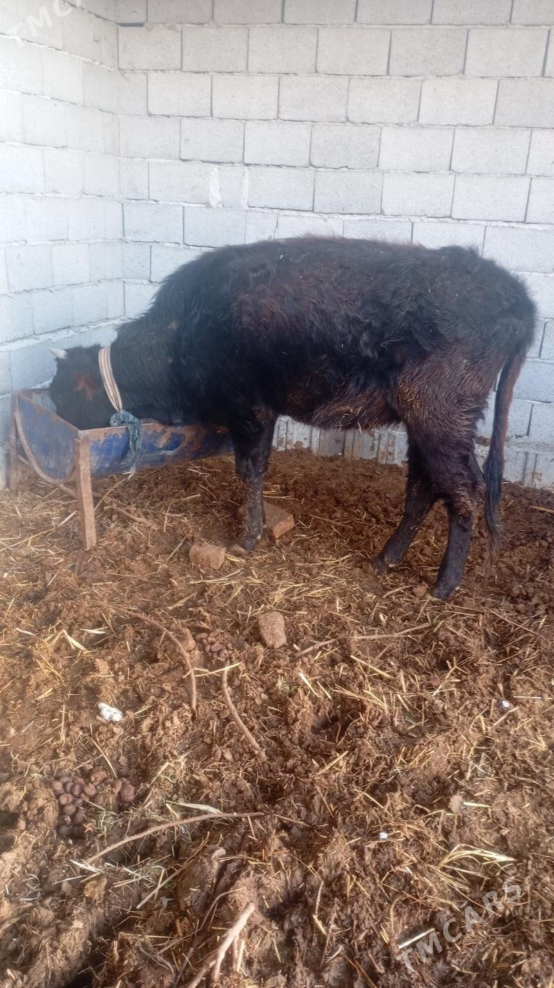 sygyr - Murgap - img 1