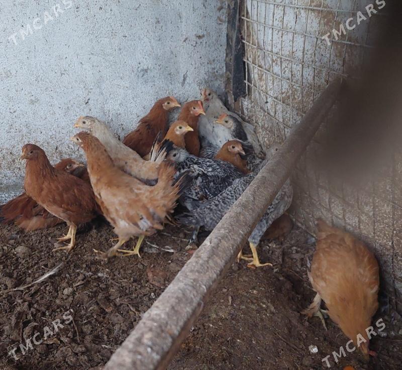 Juje - Täze zaman - img 1