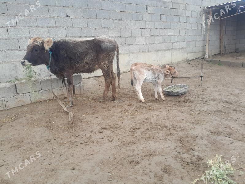 goleli tuwe - Bäherden - img 1