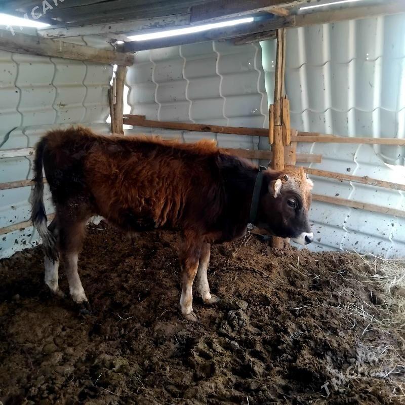 okuz swes - Mary - img 1