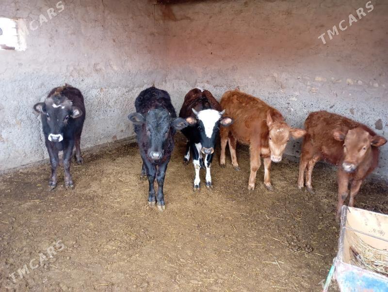 okuzçe - Mary - img 1