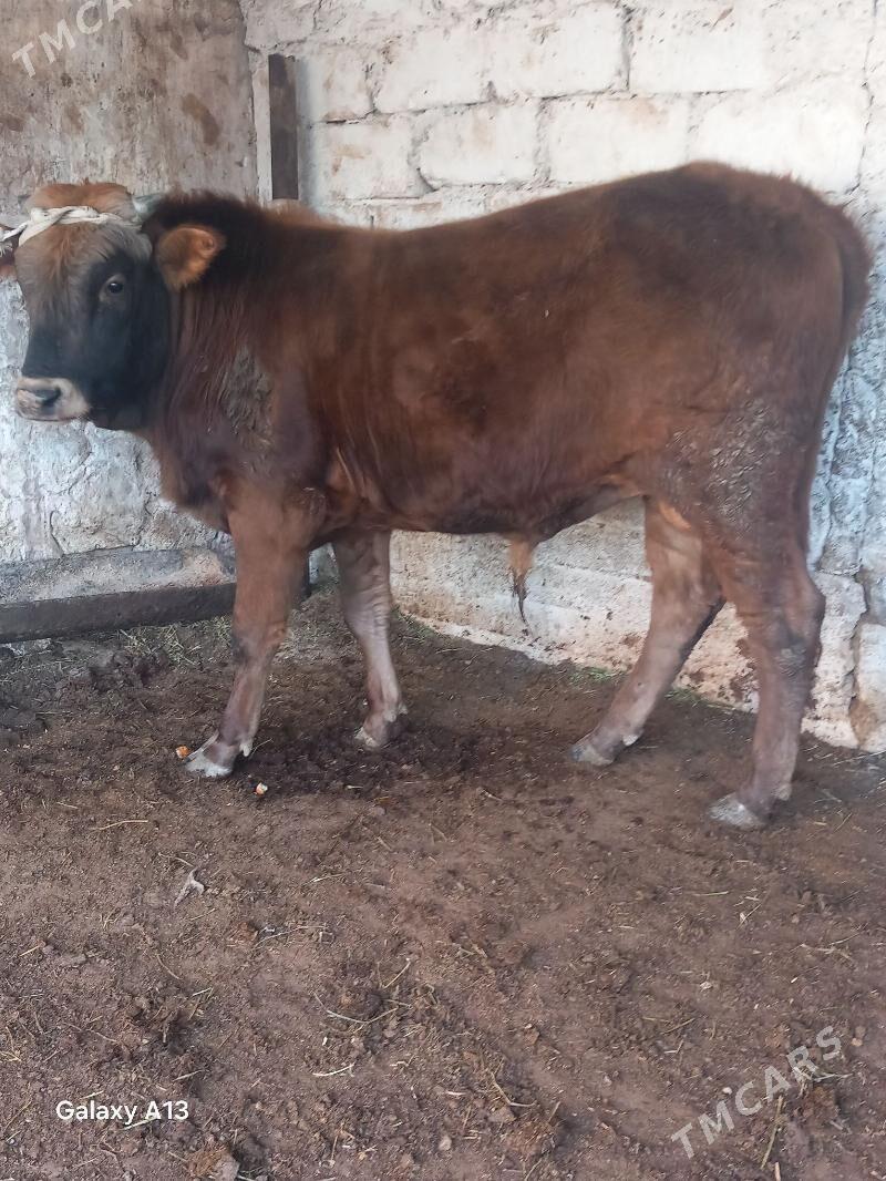 semiz okuz - Балканабат - img 1