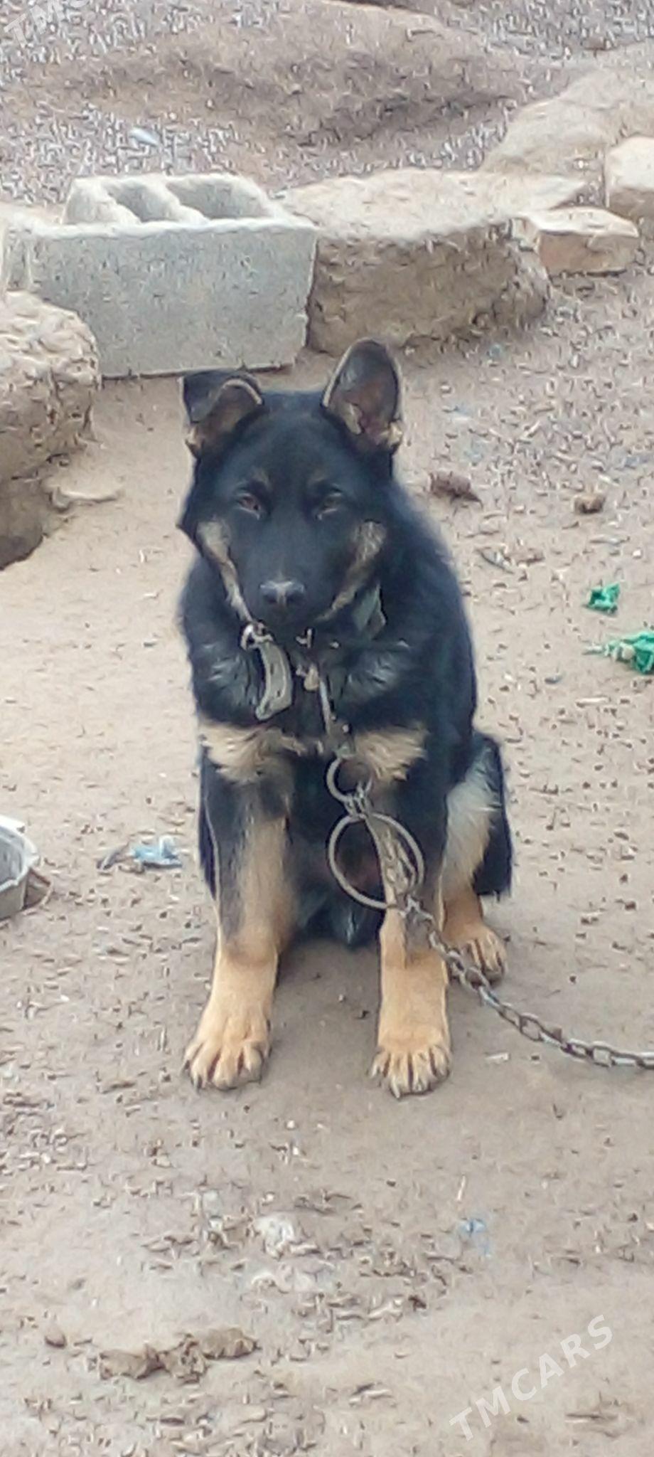 авчарка  еркек - Ak bugdaý etraby - img 1