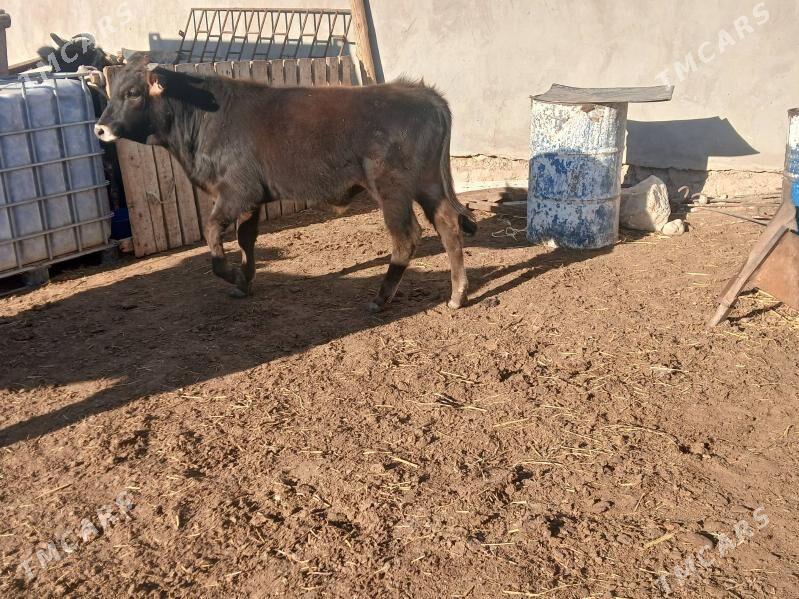 окуз гачарлар - Balkanabat - img 1