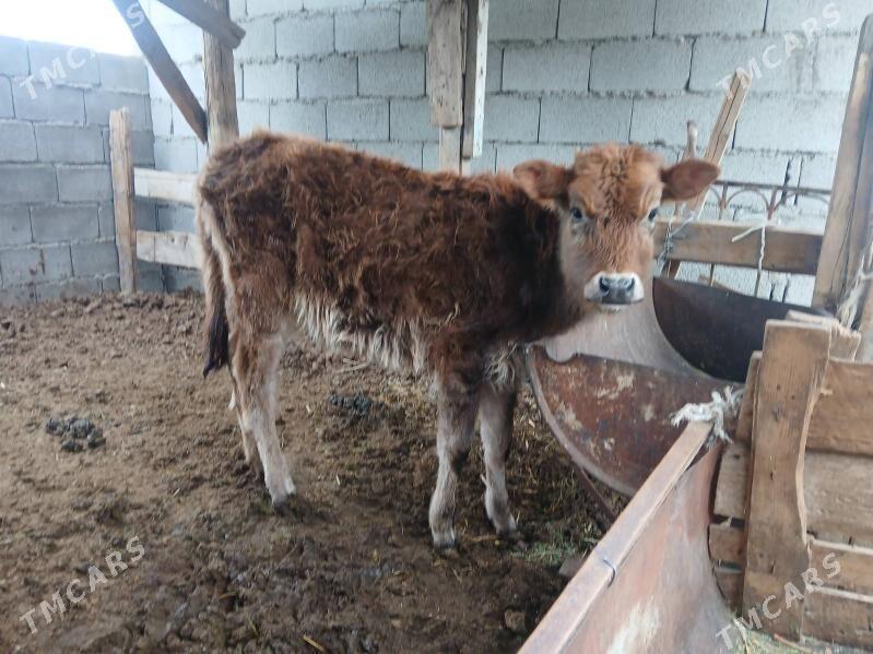 tuwe 2si bile - Бузмеин - img 1