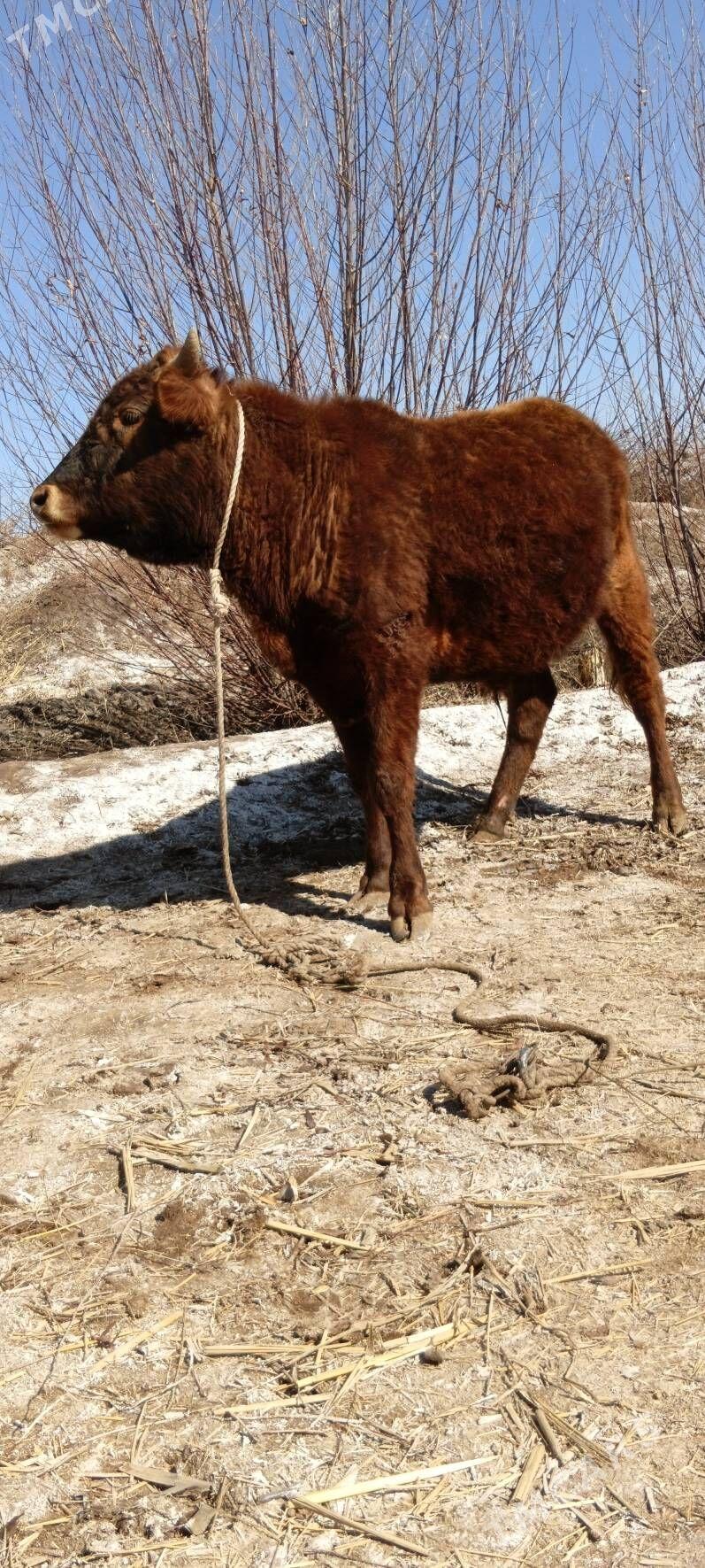 öküz - Köneürgenç - img 1