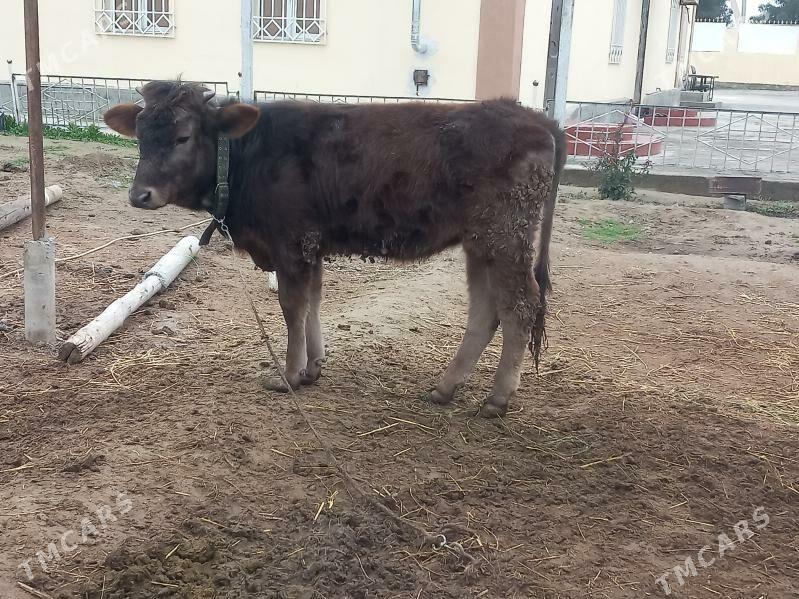 Şiwes tuwe - Büzmeýin - img 1