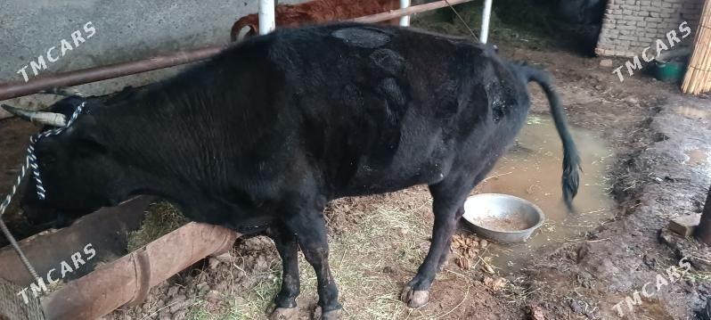 sygyr poroda - Мургап - img 1