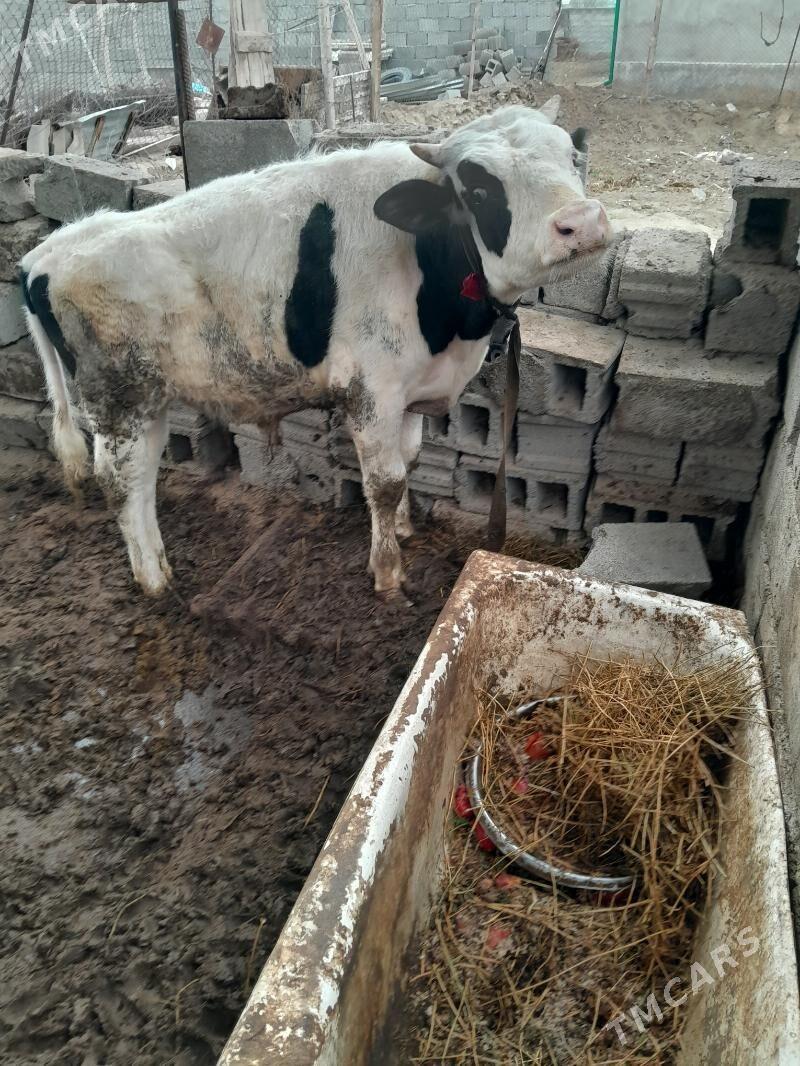 ökuz tuwe - Бузмеин - img 1