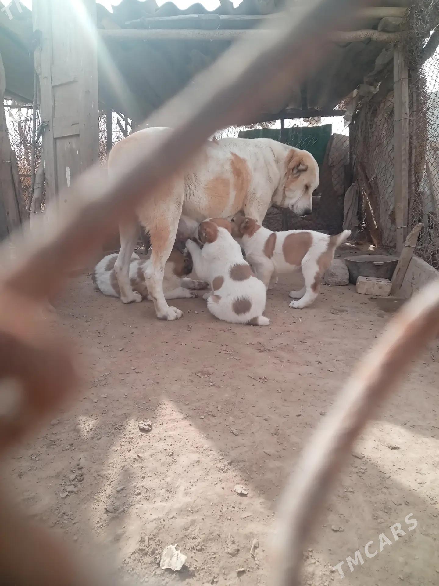 туркмен алабай - Мары - img 1