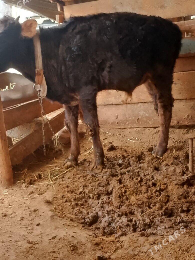 Öküz - Бузмеин - img 1