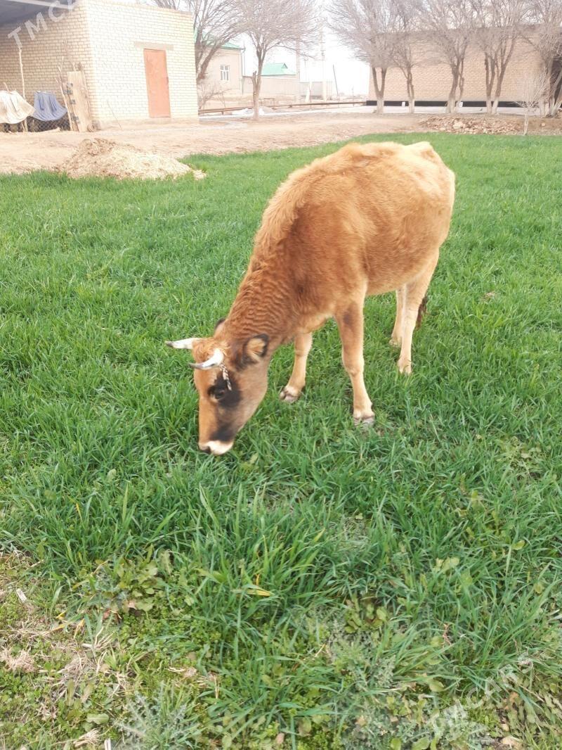 Sygyr - Babadaýhan - img 1