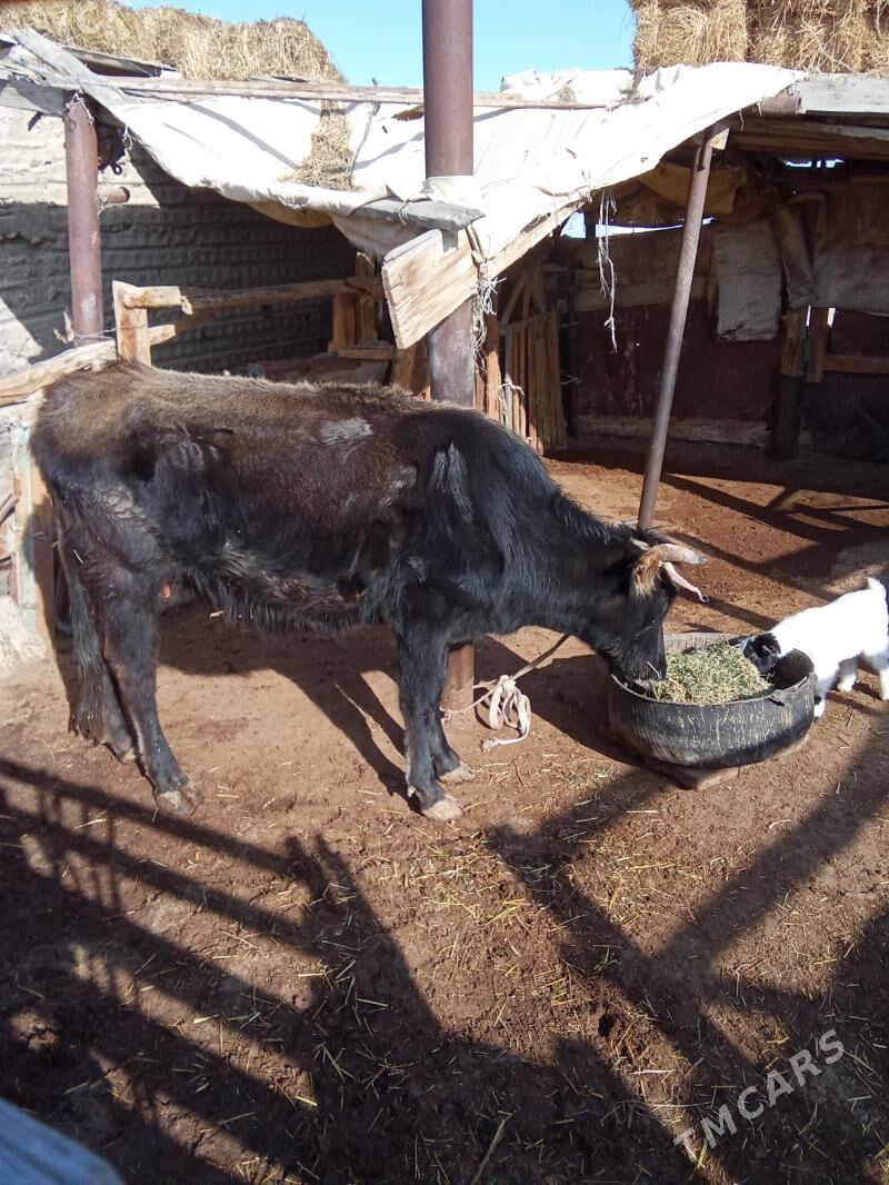 Göleli sygyr - Эсенгулы - img 1