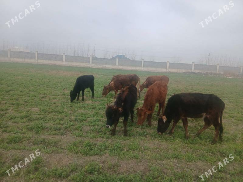 1 öküz 6 göle (öjek) satlyk - Gökdepe - img 1