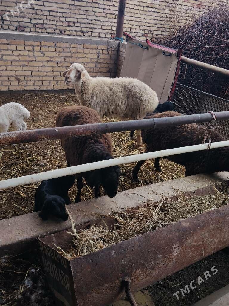 guzyly goyun - Дянев - img 1