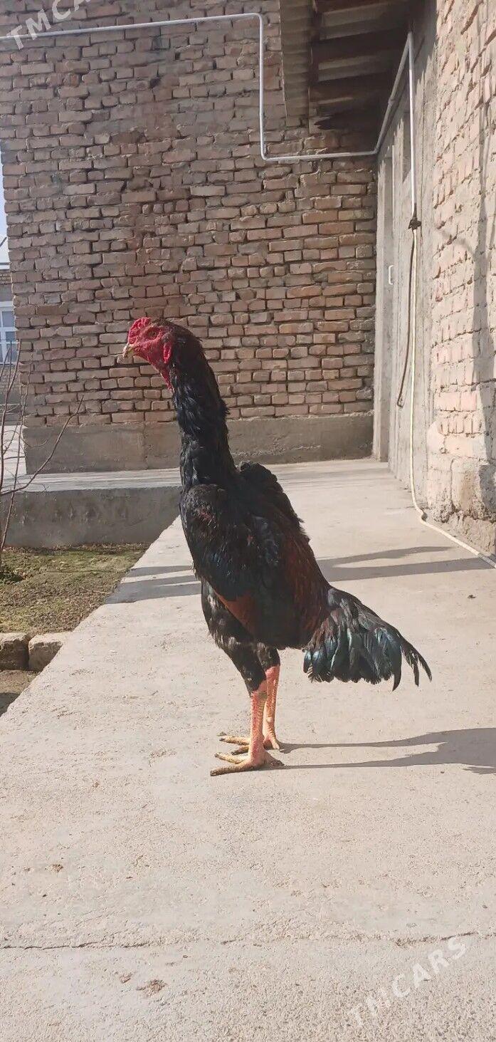 Taşgent horaz - Бахарден - img 1