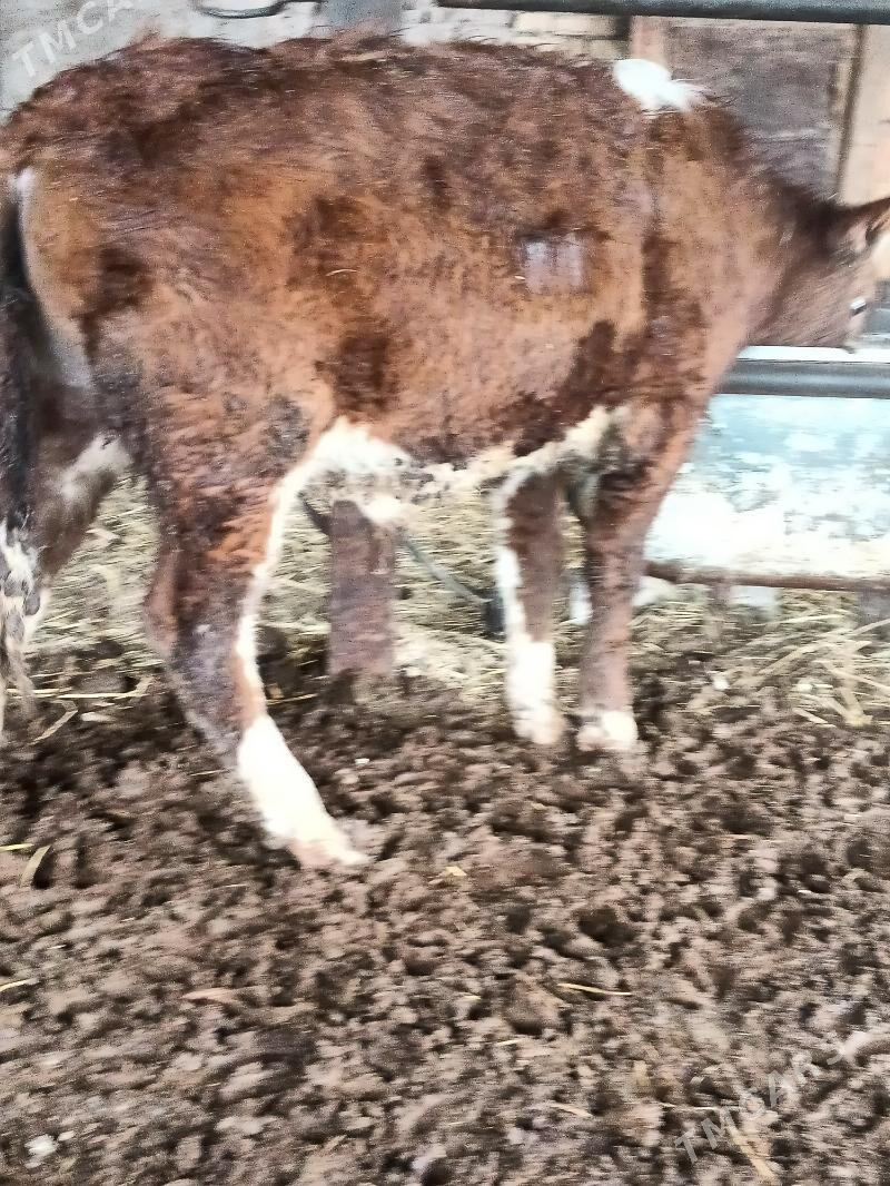 öküzler - Çärjew - img 1