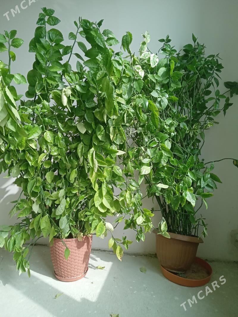 Satlyk Gul - Aşgabat - img 1