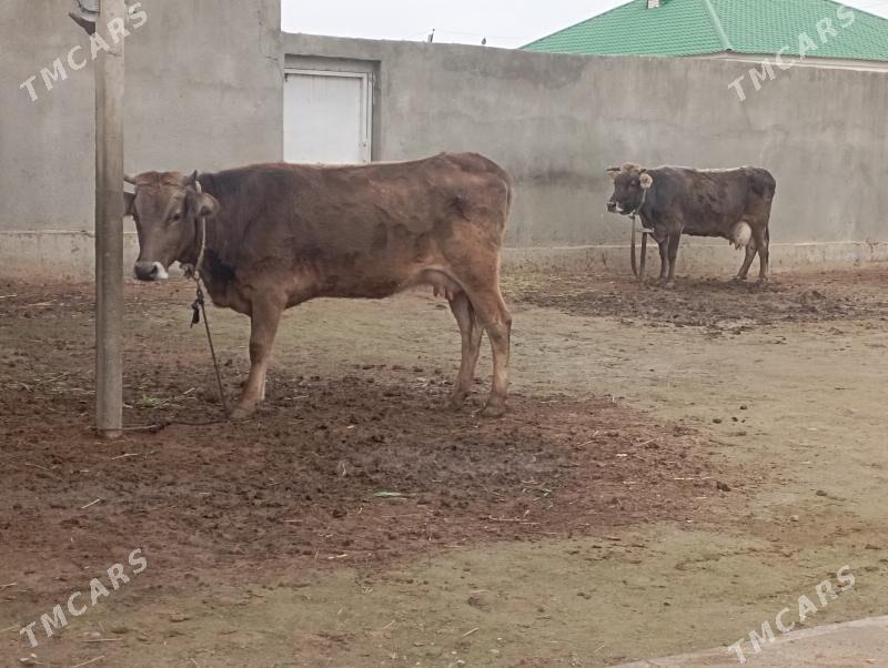 Sygyr - Gökdepe - img 1