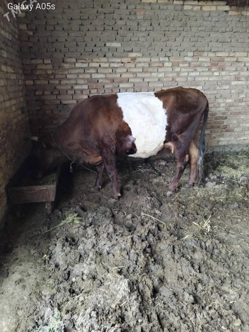 bogaz sygyr - Мары - img 1