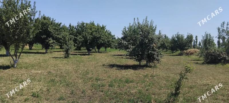 Işgär gerek - Гороглы (Тагта) - img 1