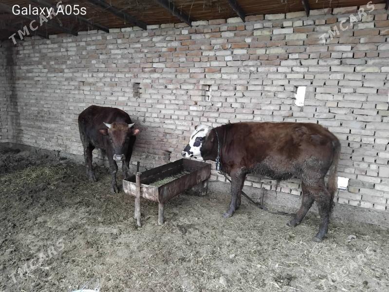 okuz - Мары - img 1