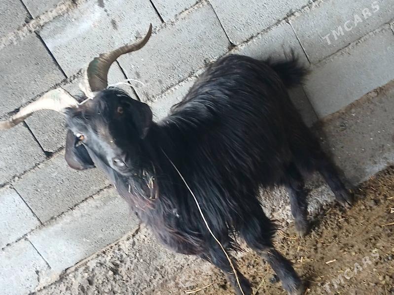 Geci - Ашхабад - img 1