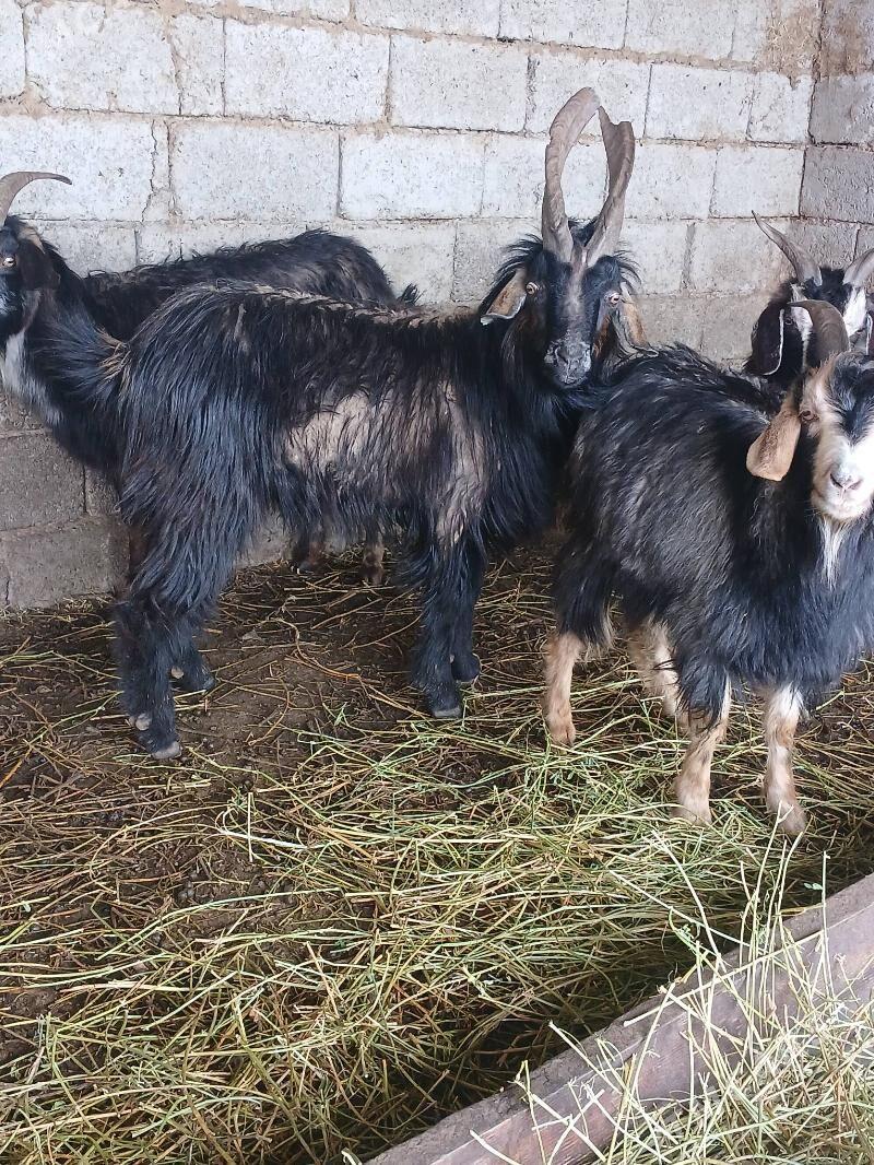 erkec - Ашхабад - img 1